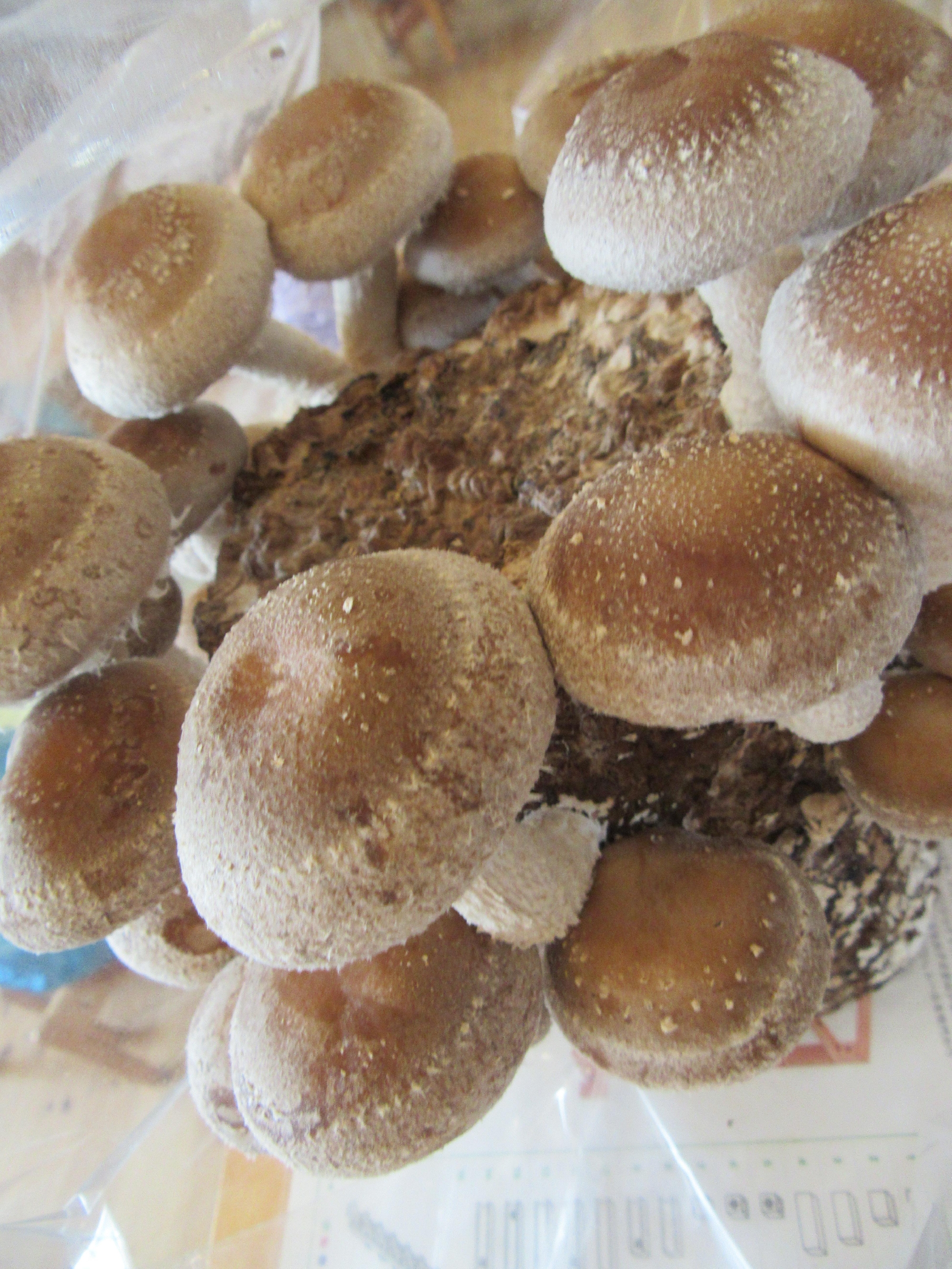 ニョキ！ニョキ！こんにちは🍄